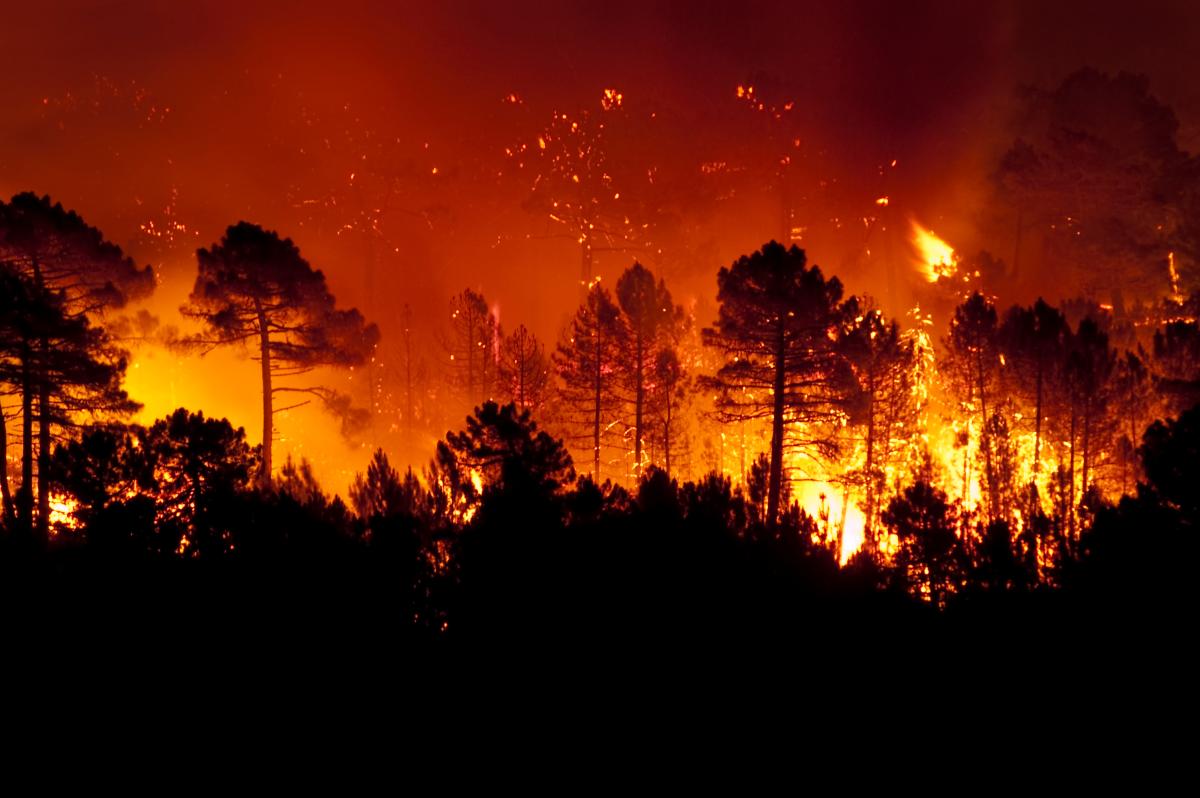 LIFE projects aim to reduce deadly forest fires across Europe ...